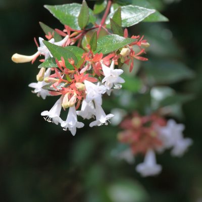Abelia x gradiflora