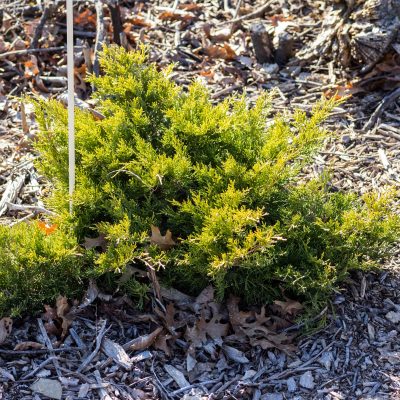 Juniperus (Juniper)