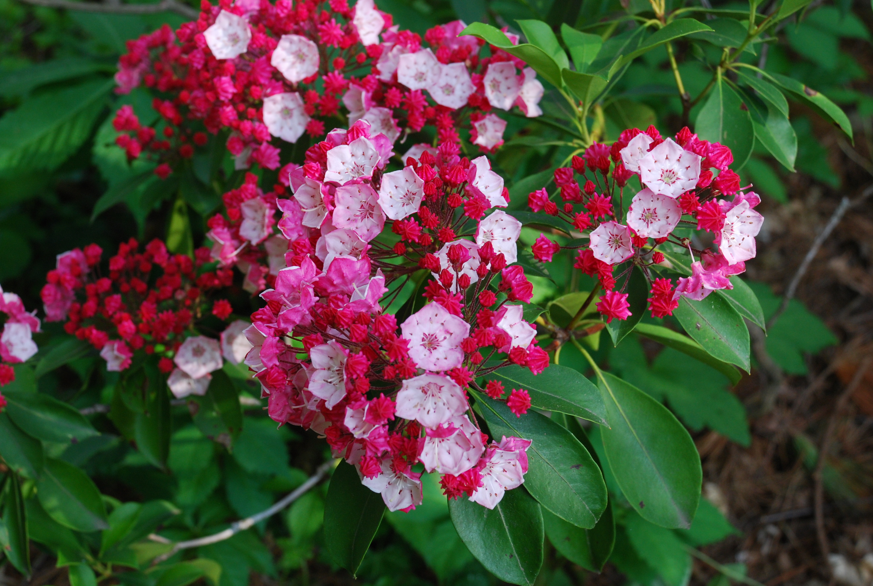 kalmia latifolia mountain laurel fire olympic plant laurels wallpaper invasive native growing desktop hd replacements species their plants prev next