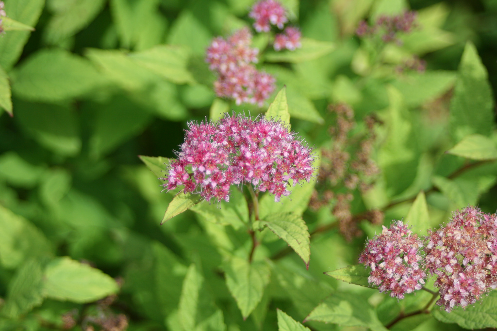 Spirea Bumalda Goldflame Plants Direct Victoria BC