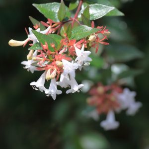 Abelia x gradiflora