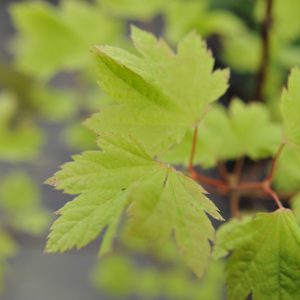 Acer circinatum