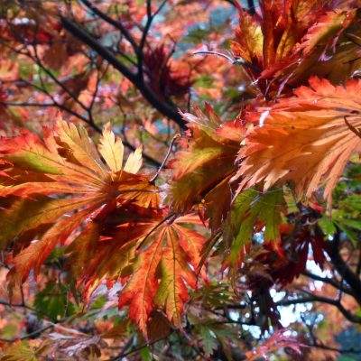 Acer japonica 'Aconitifolium'