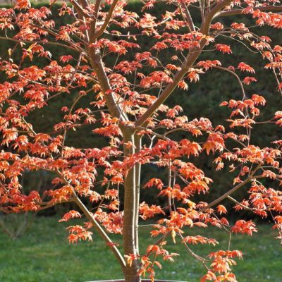 Acer palmatum