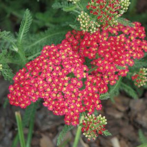 Achillea millefolium 'Paprika'