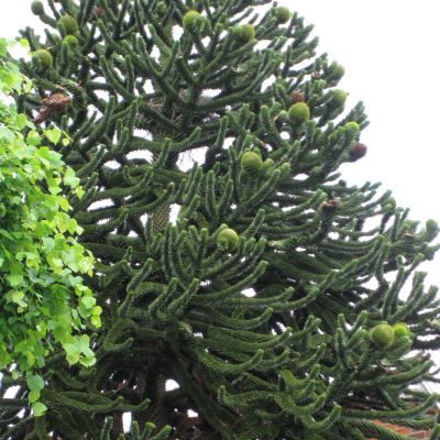 Araucaria Araucana