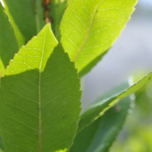 Arbutus unedo 'Compacta'