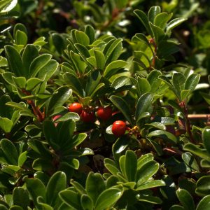 Arctostaphylos uva-ursi