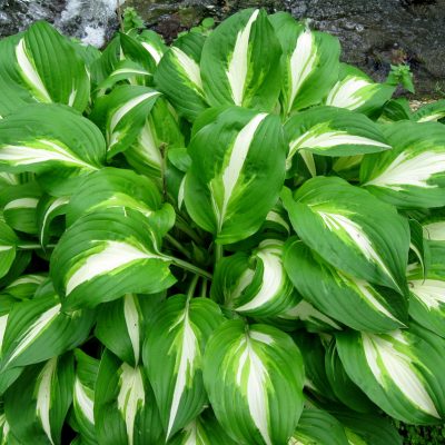 Assorted Hostas