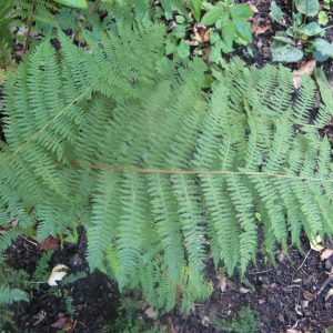 Athyrium filix-femina