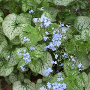 Brunnera macrophylla 'Jack Frost'