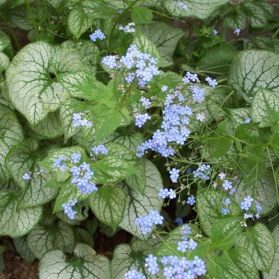 Brunnera macrophylla 'Jack Frost'