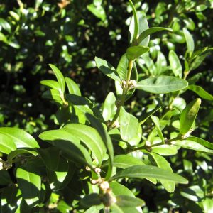 Buxus sempervirens