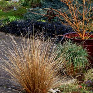 Carex buchananii