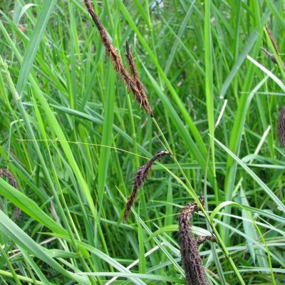 Wetland Plants