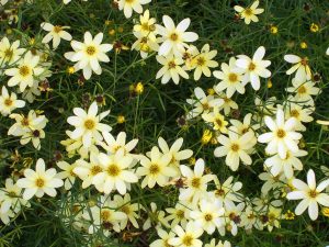 Coreopsis verticillata 'Moonbeam'