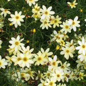 Coreopsis verticillata 'Moonbeam'