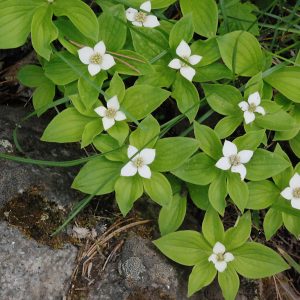 Cornus canadensis