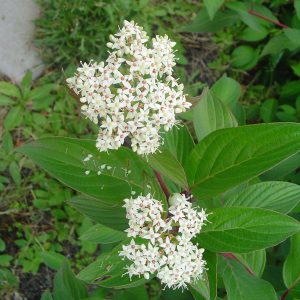 Cornus stolonifera