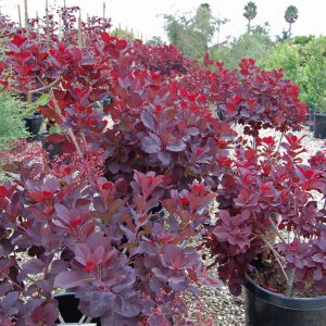 Cotinus coggygria 'Royal Purple'