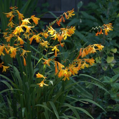 Crocosmia 'George Davidson'