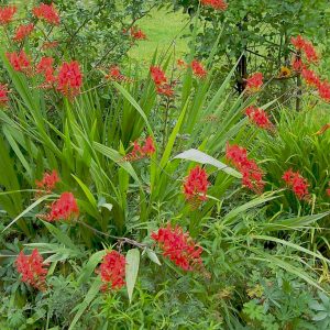 Crocosmia 'Lucifer'