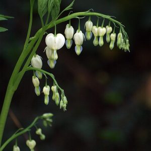 Dicentra spectabilis 'Alba'