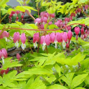 Dicentra spectabilis 'Gold Heart'