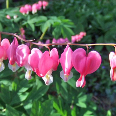 Dicentra spectabilis