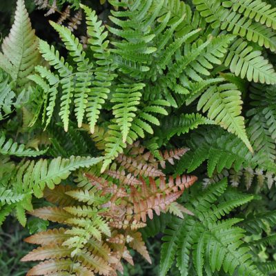 Dryopteris erythrosora