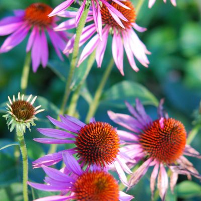 Echinacea Magnus