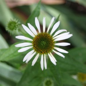 Echinacea 'White Swan'