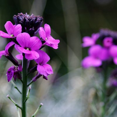 Erysium 'Bowles Mauve'