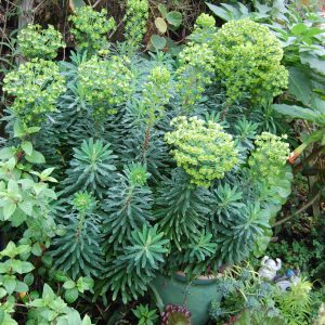 Euphorbia 'Wulfenii'