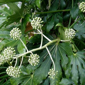 Fatsia japonica