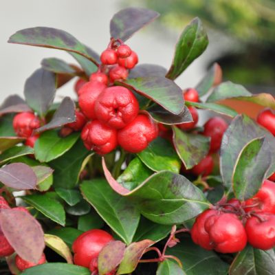 Gaultheria procumbens