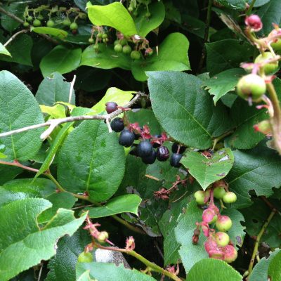 Native Plants