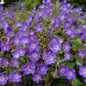 Geranium 'Rozanne'