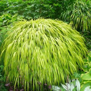 Hakonechloa macra 'Aureola'