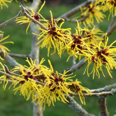 Hamamelis mollis