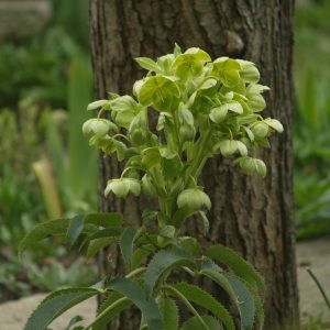 Helleborus argutifolius