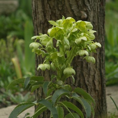 Helleborus argutifolius