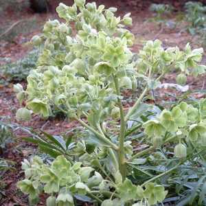 Helleborus foetidus