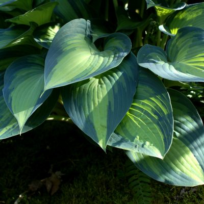 Hosta 'June'