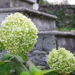 Hydrangea arborescens 'Annabelle'