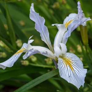 Iris missouriensis