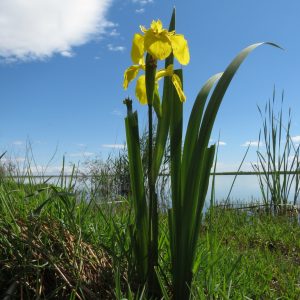 Iris pseudacorus 2