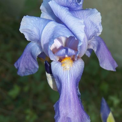 Iris setosa