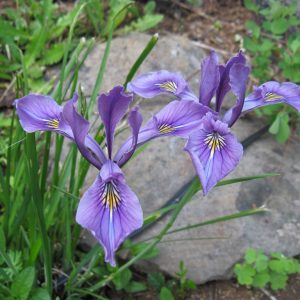 Iris tenax