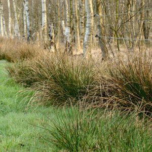 Juncus effusus